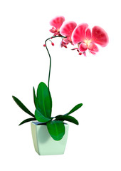 Obraz premium 3D Rendering Blooming Orchid Plant on White