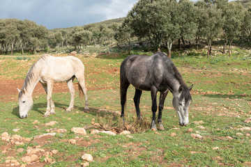 Fototapeta premium Dos caballos uno blanco y otro gris pastando en el campo