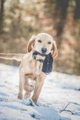Puppy playing in Snow