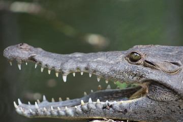 crocodile