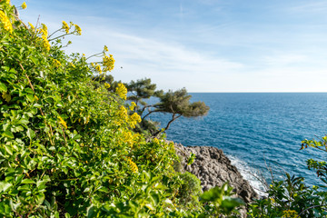 Fototapeta na wymiar Yellow flowers on the seacoast of Cap Martin in a sunny winter day