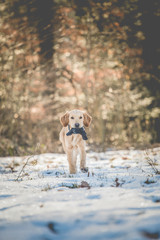Puppy playing in Snow