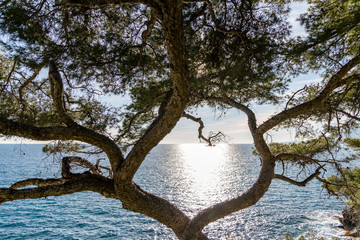 Maritime pine trunk in French Riviera in a sunny day