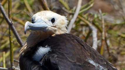 frigate bird close-up 