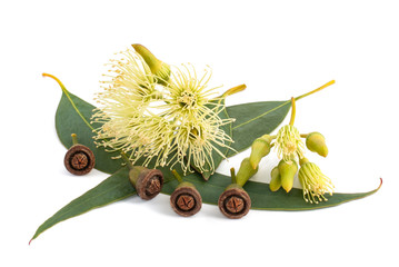 eucalyptus