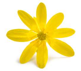 Lesser celandine