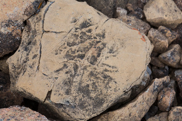 Stone with the imprint of an ancient animal. Archaeological find.