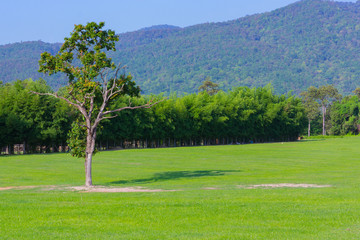 The tree on the green meadows and mountains on the day of the blue sky.