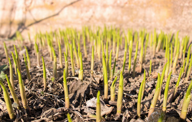 lily stem flower stalk in spring season