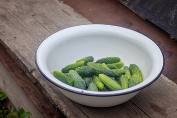 Cucumbers in the pelvis. Many cucumbers are prepared for harvesting. Vegetable harvesting.
