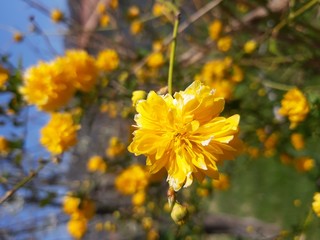 Liguria, Italy – 03/29/2019: Beautiful caption of the cherry tree and other different fruit plants with first amzing spring flowers  in the village and an incredible blue sky in the background. 