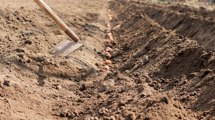 potatoes that are sprouted are sown in the ground