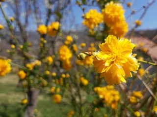 Liguria, Italy – 03/29/2019: Beautiful caption of the cherry tree and other different fruit plants with first amzing spring flowers  in the village and an incredible blue sky in the background. 