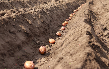 Fototapeta na wymiar potatoes that are sprouted are sown in the ground