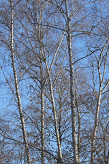 Birkengruppe