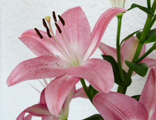 pink flower of fragrant lily