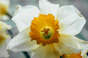 Fototapeta na wymiar Bouquet of spring daffodils