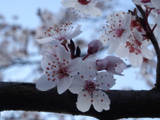 Blüten in der Natur