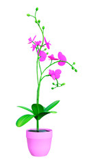 3D Rendering Blooming Orchid Plant on White