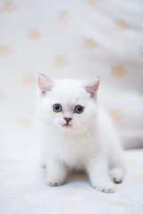 kitten scottish british cat burma munchkin animals