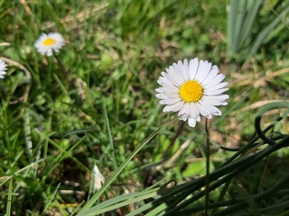 Liguria, Italy &ndash; 03/29/2019: Beautiful caption of the cherry tree and other different fruit plants with first amzing spring flowers  in the village and an incredible blue sky in the background. 