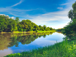 River and tree. Detail is forest beside the river on the day of blue sky.