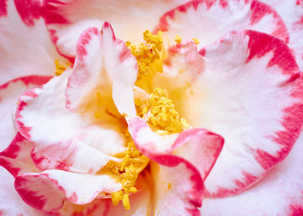 pink and white petals