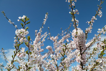 cherry_blossom