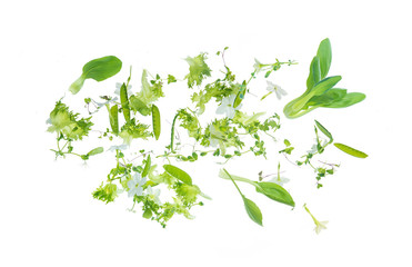 green herbs flying on a white background