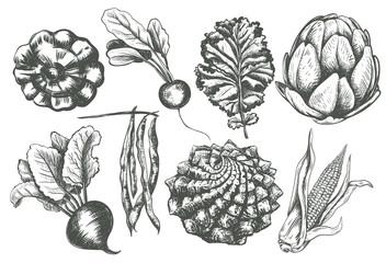 Vegetable collection hand drawing illustration 
