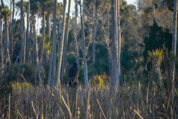 Turkey vulture perched on a post in Florida