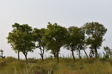 Trees in the Field