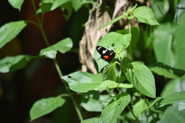 mariposas