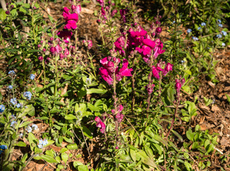 Fototapeta premium Beautiful dark pink flowers in springtime, Southern California 