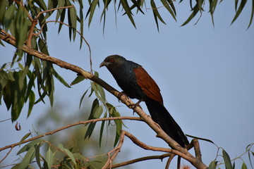 Greater Coucal