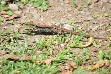 reptil