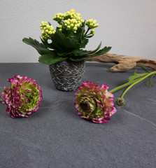 kalanchoe calandiva with beautiful ranunculus flowers with driftwood at grey background
