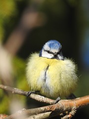 bird on a branch