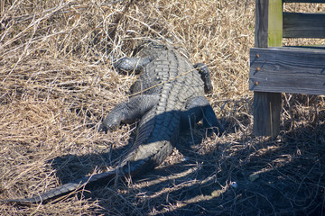Large American Alligator resting in Florida