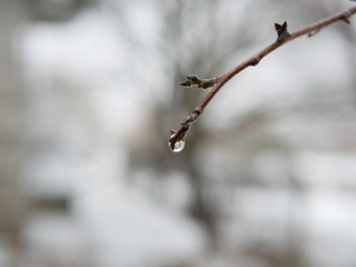 Polonne / Ukraine - 30 January 2019: drops on a tree branch on a blurry background