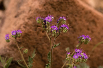  Notch-leaved Phacelia wild flowers from the Mojave desert