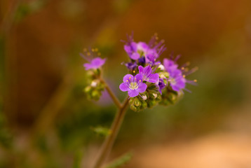  Notch-leaved Phacelia wild flowers from the Mojave desert