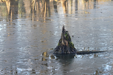 Totholz im Wasser