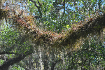 Air plants growing on a branch in a tropical forest in Florida.