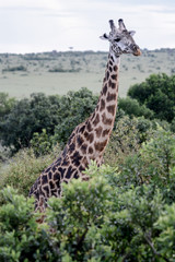 Portrait Giraffe in Ngorongoro