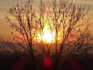 Obraz premium Baum im Sonnenaufgang