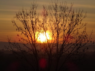 Obraz premium Baum im Sonnenaufgang