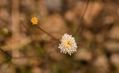 Desert pincushion wildflower in the Mojave desert