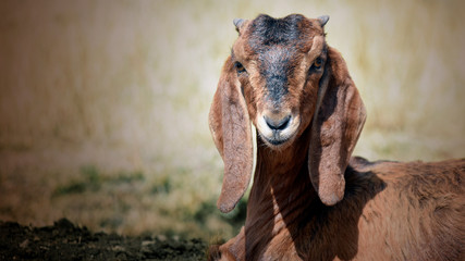 Brown goat portrait
