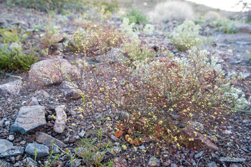 Flowering bush in a dry wash in Mojave desert. 